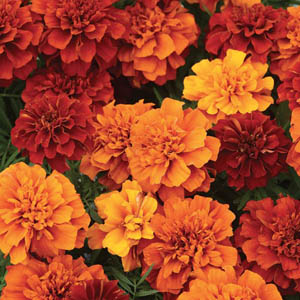 Marigold Fireball